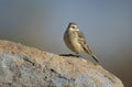 Tree Pipit  or Anthus trivialis bird on the rock Royalty Free Stock Photo