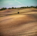 Lonely tree on a plowed field Royalty Free Stock Photo