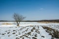 Lonely tree, plowed field and forest in winter