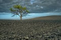 Lonely tree in a plowed field. Old oak in the dark sky background Royalty Free Stock Photo
