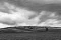 A lonely tree on a plowed spring field and a dramatic sky