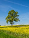 Lonely tree in the rape field Royalty Free Stock Photo