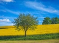Lonely tree at a rape filed Royalty Free Stock Photo