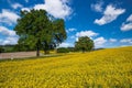 Lonely tree at a rape filed Royalty Free Stock Photo