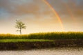 Lonely tree and rainbow Royalty Free Stock Photo