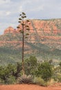 Lonely tree with Red rock formations on the background.