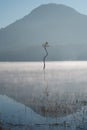 Lonely tree reflection on the lake at dawn with magic light and fog part 2 Royalty Free Stock Photo