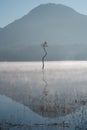 Lonely tree reflection on the lake at dawn with magic light and fog Royalty Free Stock Photo