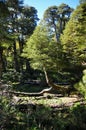 Lonely tree in Reserva El Cani, near Pucon, Chile Royalty Free Stock Photo