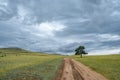 A lonely tree by the road against the backdrop of endless fields and hills on cloudy summer day on Olkhon island, Russia Royalty Free Stock Photo