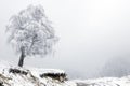 Lonely tree and road in fog at mountain Royalty Free Stock Photo