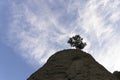 Lonely tree on a rock against a blue sky with clouds. Bottom view Royalty Free Stock Photo