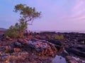 Lonely tree on rocky beach view during early morning in Kuala Sedili Besar, Johor, Malaysia.