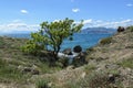 Lonely tree on the rocky coast of Cape Meganom, Crimea