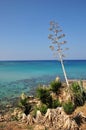 A lonely tree on a rocky coast with crystal blue water