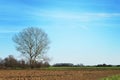 Lonely tree in rural environment Royalty Free Stock Photo