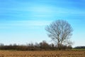Lonely tree in rural environment Royalty Free Stock Photo