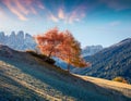 Lonely tree in Santa Maddalena village in front of the Geisler or Odle Dolomites Group. Colorful autumn sunrise in Dolomite Alps, Royalty Free Stock Photo