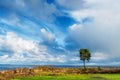 Lonely tree at sea Royalty Free Stock Photo