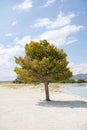 Lonely tree by the sea Royalty Free Stock Photo