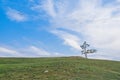 Lonely tree and seagull. Sacred Cape Burkhan in summer. Olkhon Island, Lake Baikal Royalty Free Stock Photo