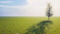 Lonely tree with shadow  in a field with green grass and blue sky. 3d rendering Royalty Free Stock Photo