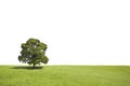 Lonely tree with shadow in a grass field and white background Royalty Free Stock Photo