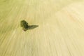 Lonely tree with shadow in the middle of a plowed field. farmland landscape. aerial view Royalty Free Stock Photo