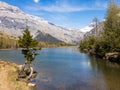 Lonely tree on the shore of an alpine mountain lake. Royalty Free Stock Photo
