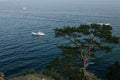 Lonely tree on the shore of lake Baikal