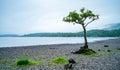 Lonely Tree on the shore of Loch Lomond