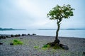 Lonely Tree on the shore of Loch Lomond