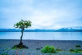 Lonely Tree on the shore of Loch Lomond