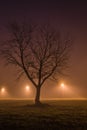 Lonely tree Royalty Free Stock Photo