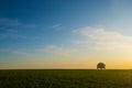 Lonely tree shot during sunset at the paddy field Royalty Free Stock Photo