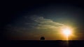 Lonely tree shot during sunset at the paddy field Royalty Free Stock Photo