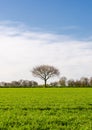 Lonely tree silhouette in a meadow. Beautiful sunny day