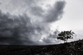 Lonely tree Royalty Free Stock Photo