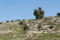 Lonely tree on the slope of the hill Royalty Free Stock Photo