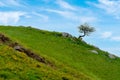 Lonely tree on the slope of hill or mountain at beautiful landscape Royalty Free Stock Photo