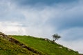 Lonely tree on the slope of hill or mountain at beautiful landscape Royalty Free Stock Photo