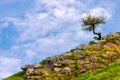 Lonely tree on the slope of hill or mountain at beautiful landscape Royalty Free Stock Photo