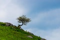 Lonely tree on the slope of hill or mountain at beautiful landscape Royalty Free Stock Photo