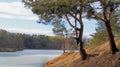 Lonely tree on the slope of the shore of a pond. Frozen water in a pond. Royalty Free Stock Photo