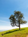 Lonely tree on sloping green grass hill Royalty Free Stock Photo