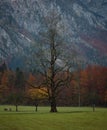 Lonely tree in Slovenian mountains Royalty Free Stock Photo