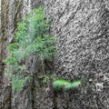 A lonely tree at in the SlÃÂ¥ttdalsskrevan canyon in the national Parc Skuleskogen in Sweden. Photographed early in the morning and