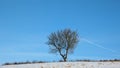 Lonely tree on a snow-covered field against the blue sky Royalty Free Stock Photo