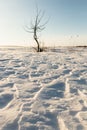 Lonely tree snow dunes in a field Royalty Free Stock Photo