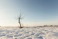 Lonely tree snow dunes in a field Royalty Free Stock Photo